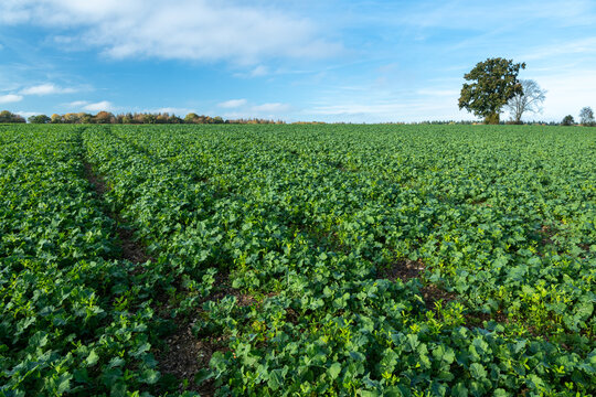 Champ de colza avec couvert v&eacute;g&eacute;tal et Cipan : tr&egrave;fle d'Alexandrie, vesce commune et tr&egrave;fle blanc