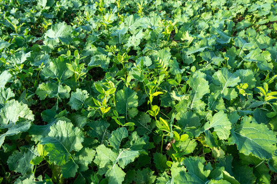 Champ de colza avec couvert v&eacute;g&eacute;tal et Cipan : tr&egrave;fle d'Alexandrie, vesce commune et tr&egrave;fle blanc