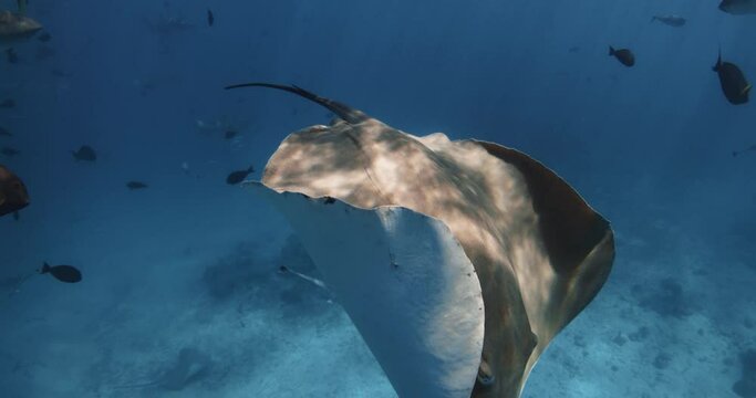 Stingray swimming underwater in French Polynesia or Maldives. Sting ray in tropical blue sea
