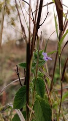 Fototapeta premium flowers in the forest