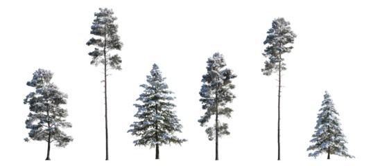 winter Pinus sylvestris Scotch pine big and picea pungens colorado spruce with snow evergreen pinaceae needled tree isolated frontal png on a transparent background premium cutout 