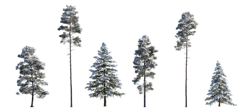 winter Pinus sylvestris Scotch pine big and picea pungens colorado spruce with snow evergreen pinaceae needled tree isolated frontal png on a transparent background premium cutout 