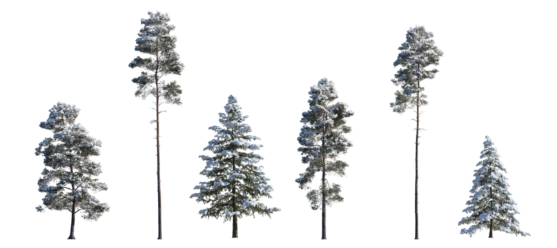 winter Pinus sylvestris Scotch pine big and picea pungens colorado spruce with snow evergreen pinaceae needled tree isolated frontal png on a transparent background premium cutout - Powered by Adobe