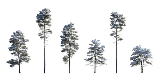 Set of winter Pinus sylvestris Scotch pine big and picea pungens colorado spruce with snow evergreen pinaceae needled tree isolated frontal png on a transparent background perfectly cutout  - obrazy, fototapety, plakaty