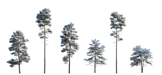 winter Pinus sylvestris Scotch pine big and picea pungens colorado spruce with snow evergreen pinaceae needled tree isolated frontal png on a transparent background premium cutout 