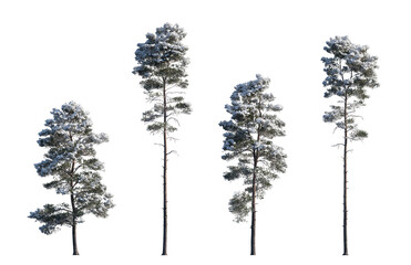 Winter Pinus sylvestris Scotch pine big and picea pungens colorado spruce with snow evergreen...