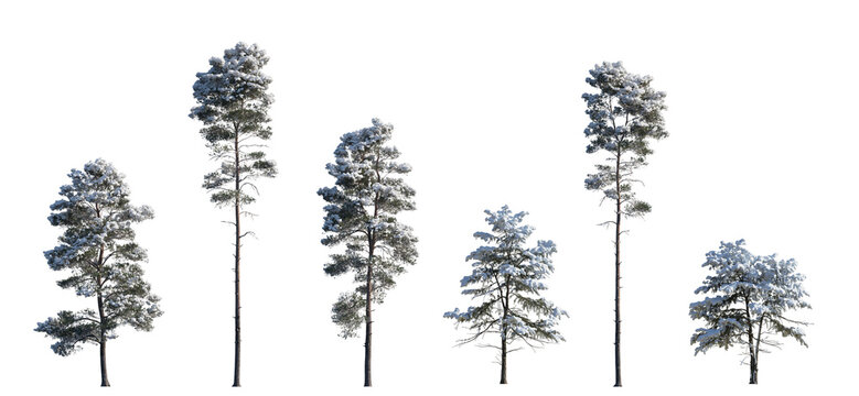 Set of winter Pinus sylvestris Scotch pine big and picea pungens colorado spruce with snow evergreen pinaceae needled tree isolated frontal png on a transparent background perfectly cutout 