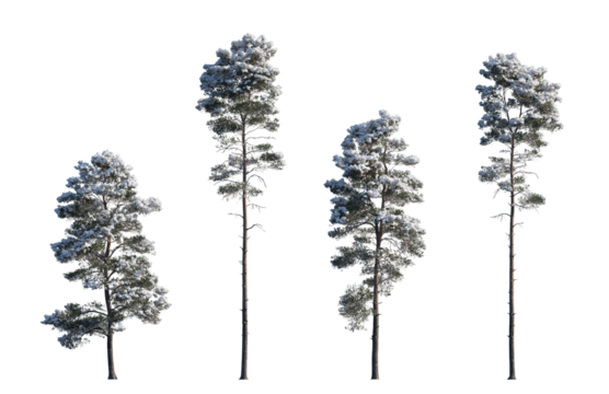 Winter Pinus sylvestris Scotch pine big and picea pungens colorado spruce with snow evergreen pinaceae needled tree isolated frontal png on a transparent background premium cutout 