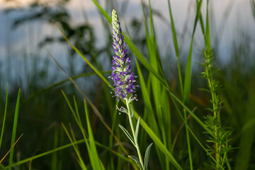 Flowers Veronica spiky is a perennial herbaceous plant, a species of the genus Veronica, the Plantain family