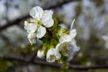 Blooming cherry tree in the spring garden. Close up of white flowers on a tree. Spring background