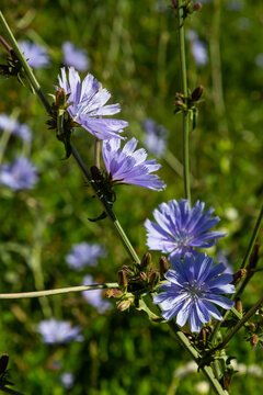 Blue Chicory flowers, close up. Violet Cichorium intybus blossoms, called as sailor, chicory, coffee weed, or succory is a somewhat woody, herbaceous perennial plant of the dandelion family Asteraceae