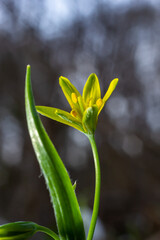 Wild flower Gagea lutea in the forest. Known as Yellow Star-of-Bethlehem. Yellow blooming flower in spring