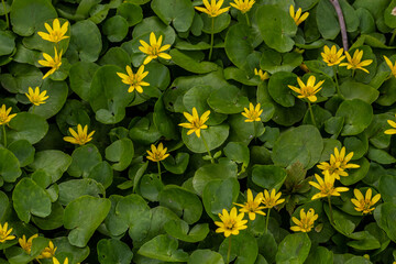 Ficaria verna, lesser celandine, pilewort or ranunculus ficaria yellow spring flowers close up....