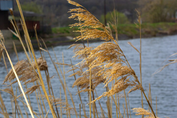 Common reed Phragmites australis. Thickets of fluffy dry trunks of common reed against the background of lake water. Up close Nature concept for design