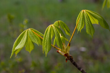 Spring chestnut branch with new leaves on blurred background close-up