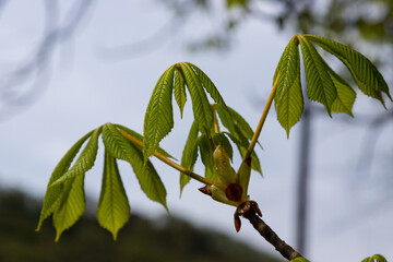 Spring chestnut branch with new leaves on blurred background close-up