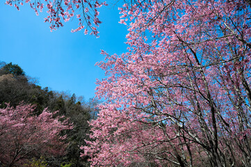 Cherry blossoms are in full bloom, with blue sky background, in Wuling Farm, Taichung, Taiwan.