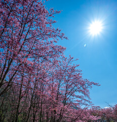 Cherry blossoms (as know as Sakura)are in full bloom, with blue sky and sunshine, in Wuling Farm, Taichung, Taiwan.