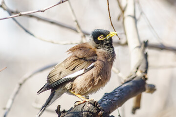 Pensive Locust Starling on a tree