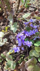 flowers in the water