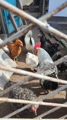 chicken on the fence