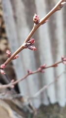 buds of a tree