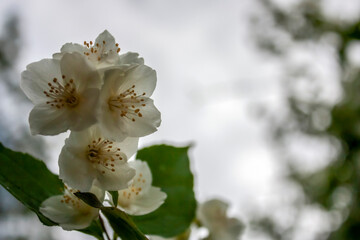 Blooming garden jasmine (Mock orange) in spring. Close-up of garden jasmine flowers. Fragrant...