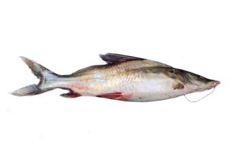 Sperata seenghala, the Giant river-catfish, is a species of bagrid catfish. It is known locally as Guizza, Guizza ayer, Auri, Ari, Pogal, Singhara and Seenghala.