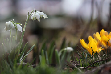White flowers of Common snowdrop or Galanthus nivalis (cultivar Flore Pleno) and yellow crocuses - 760508189