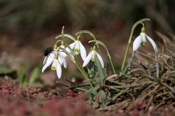 Flowering snowdrop (Galanthus nivalis) plants in garden	 - 760508195