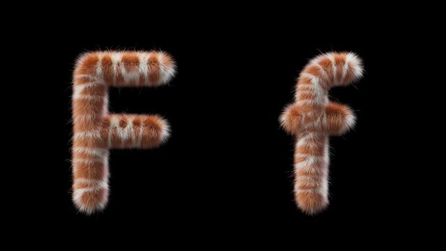 3D animation of a uppercase and lowercase woolen letter F. Wool in the style of the Giraffe animal. The file contains an Alpha Channel. ProRes4 RGBA