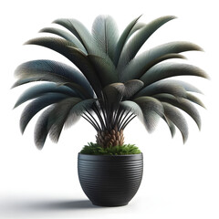 Kentia Palm in black pot, isolated on a white background, Copy space
