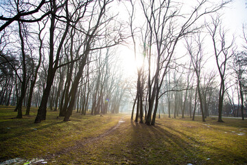 Rural landscape of garden morning sunshine rays.  Park alley morning mist . Beautiful mystical landscape in forest	