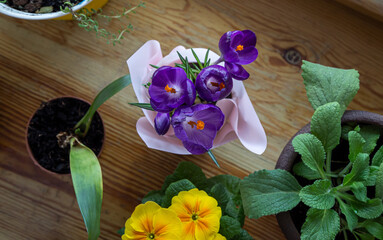 Purple crocus flowers bloom. First springtime flowers close up.  Primrose spring blossom. Home plants in pots.