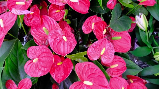 Red anthurium flowers in a flower shop - a pattern of blooming hearts of male happiness, wholesale supply of potted house plants, a gift for March 8, Valentine's day, birthday