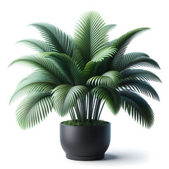 Obraz premium Kentia Palm in black pot, isolated on a white background, Copy space 