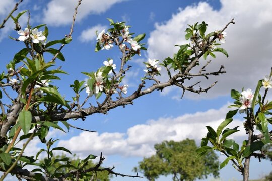 Flowring 7