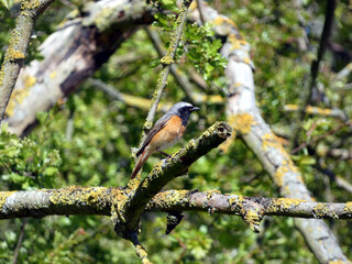 Redstart on a branch in spring