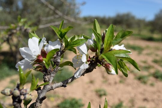 Flowring 9