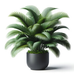 Obraz premium Kentia Palm in black pot, isolated on a white background, Copy space 