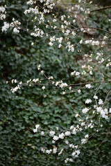 Nature flowers flower green white trees 
