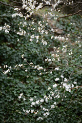 Nature flowers flower green white trees 