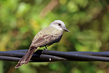 Tropical Kingbird (Tyrannus melancholicus) perched on a wire