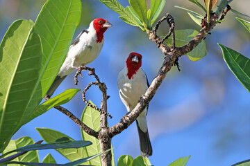 couple of Red-cowled Cardinal (Paroaria dominicana), perched in the middle of the vegetation