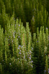 Nature flowers flower green white trees 