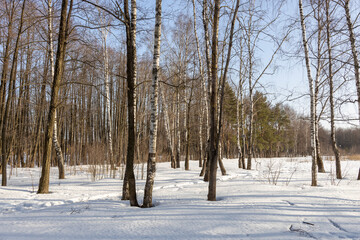 A sunny day in a city park, early spring, a calm bright snowy evening in the spring, the snow is...