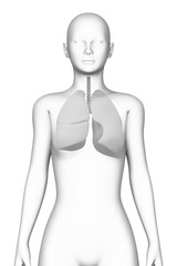 lung, female human body, organ, medical science
