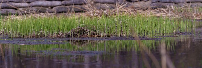 reeds in the water. reed shoots in early spring wetlands.