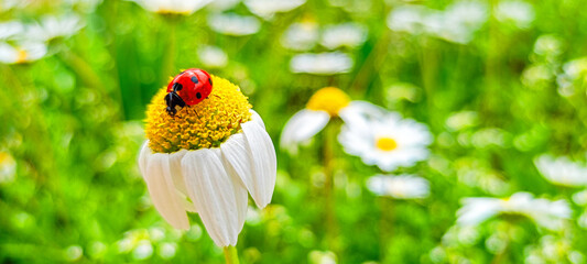 Ladybug on a daisy in the garden.