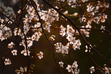 Nature flowers flower green white trees 
